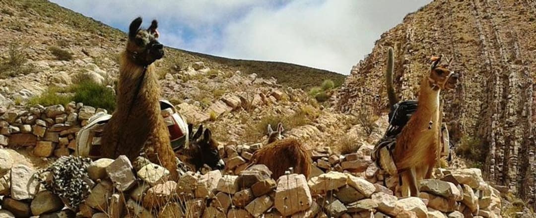 Paseos con llamas